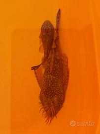 Ancistrus o pesce pulitore