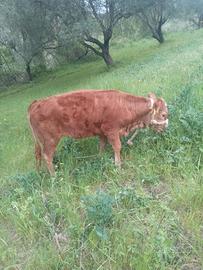 Vitella limosina