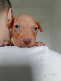 Cuccioli Cirneco dell' Etna con Pedigree