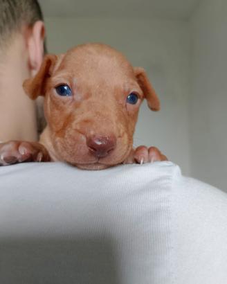 Cuccioli Cirneco dell' Etna con Pedigree