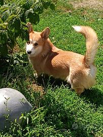 Welsh corgi pembroke
