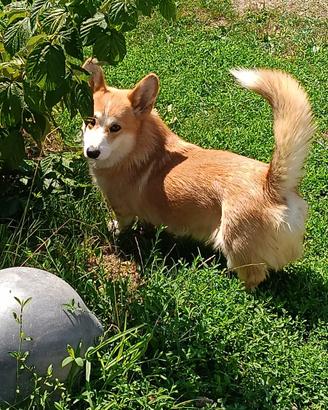 Welsh corgi pembroke