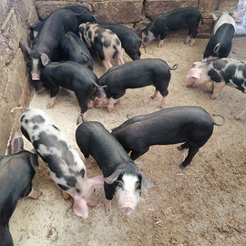 Suini appena svezzati