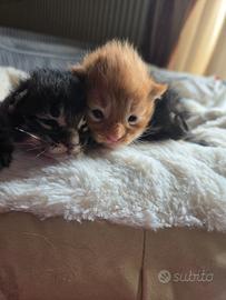 Favolosi Gattini Maine Coon