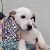 Cucciola a macchie 2 mesi e 1/2