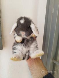 Coniglio nano ariete