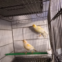 Coppia di canarini mosaico giallo