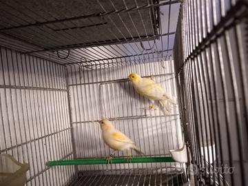 Coppia di canarini mosaico giallo