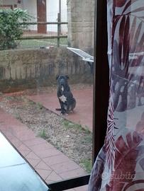 femmina cane corso