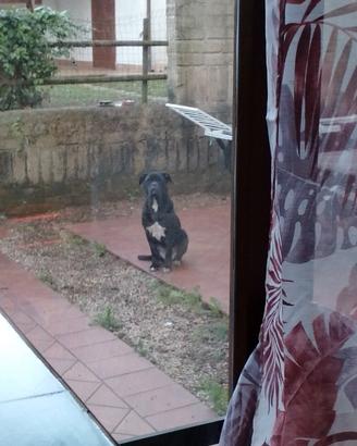 femmina cane corso
