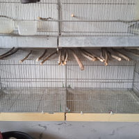 Uccelli e gabbie in blocco