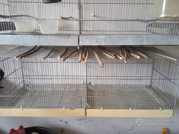 Uccelli e gabbie in blocco