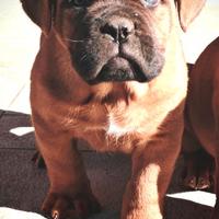 Cuccioli Dogue de Bordeaux