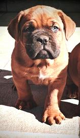 Cuccioli Dogue de Bordeaux