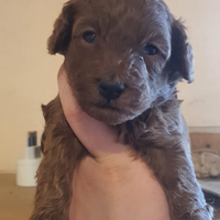 Barboncino toy con Pedigree ENCI