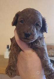 Barboncino toy con Pedigree ENCI