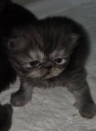Gatti persiani cincilla