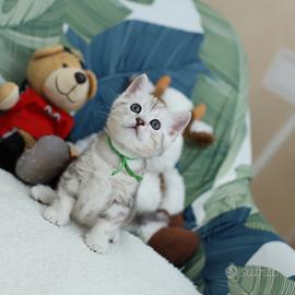 Gattino British shorthair meraviglioso scottish