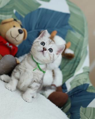 Gattino British shorthair meraviglioso scottish