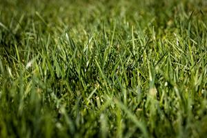 Lotti terreno agricolo pianeggiante