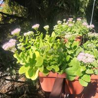 Fioriera doppia 40 cm.