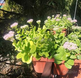 Fioriera doppia 40 cm.