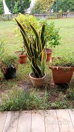 Sansevieria striata