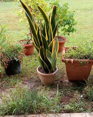 Sansevieria striata