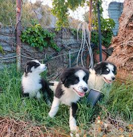 Cuccioli meticci