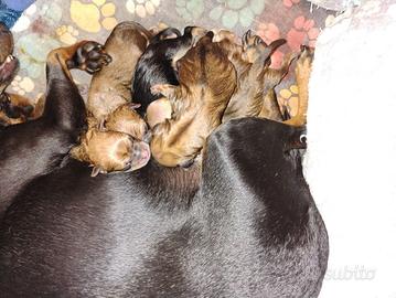 Pinscher disponibili