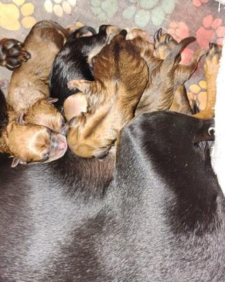Pinscher disponibili