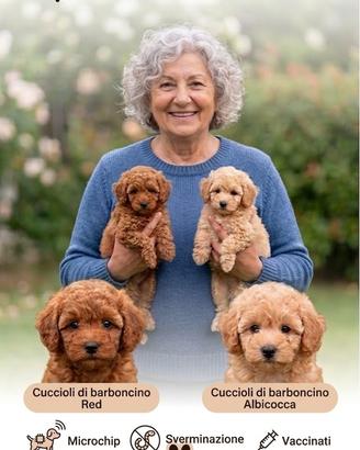 Cuccioli Barboncino Nano Red ed Albicocca