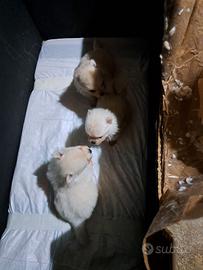 Spitz di pomeriana toy