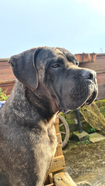 Cane corso da monta