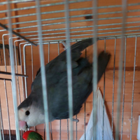 Inseparabili roseicollis maschio