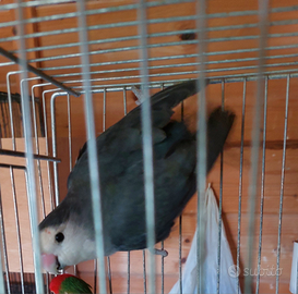 Inseparabili roseicollis maschio