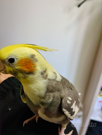 Splendido calopsite allevato a mano