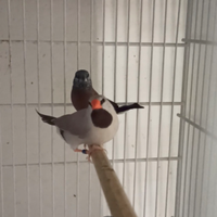 Diamante codalunga femmina bruno grigio topazio