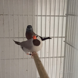 Diamante codalunga femmina bruno grigio topazio