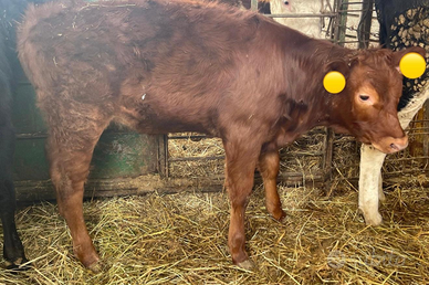 Vitelle incrocio limousine