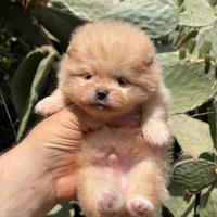 2 cuccioli di Spitz di Pomerania nani