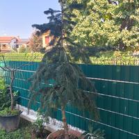 Pianta Di Abete Bianco