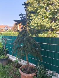 Pianta Di Abete Bianco