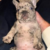 Bulldog francese occhi blu