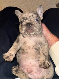 Bulldog francese occhi blu