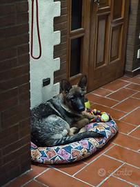 Cucciolo Pastore tedesco
