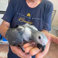Pappagalli Cenerino Baby