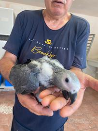 Pappagalli Cenerino Baby