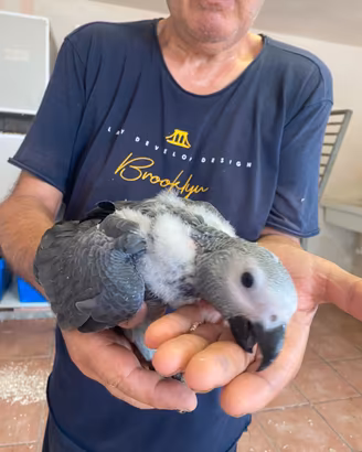 Pappagalli Cenerino Baby