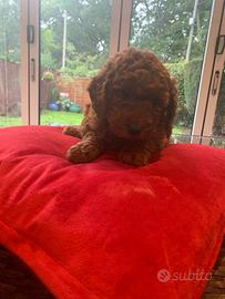 Cuccioli barboncini mini toy maschi femmine